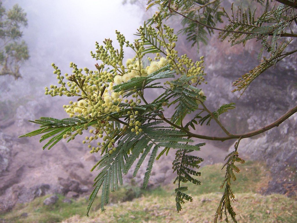 1280px-Acacia_mearnsii_flowers