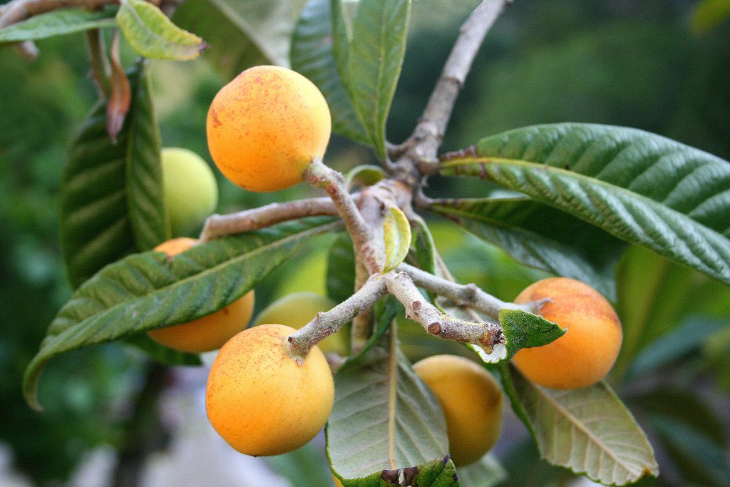 Eriobotrya_japonica_JPG1b