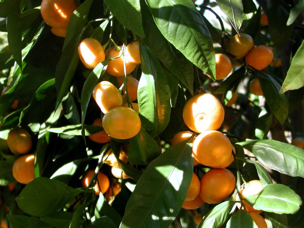 Mandarin_tree_closeup
