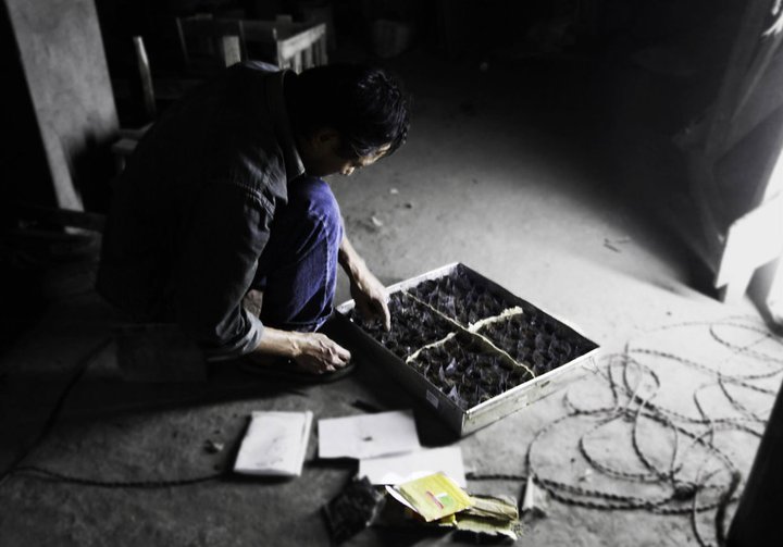 readying seeds for Germination