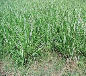 Chrysopogon Zizanioides