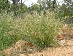 Hyparrhenia Hirta